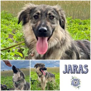 JARAS (♂) in 82223 Eichenau - vermittelt