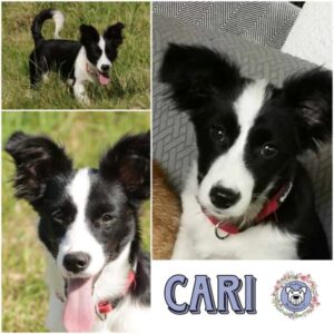 CARI (♀) in 56379 Singhofen - vermittelt