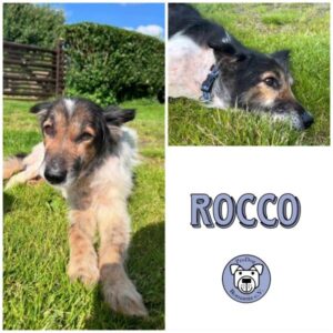 ROCCO - Gnadenplatzhund seit dem 08.06.2024