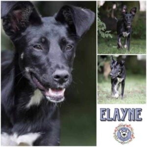 ELAYNE (♀) in 99427 Weimar -vermittelt