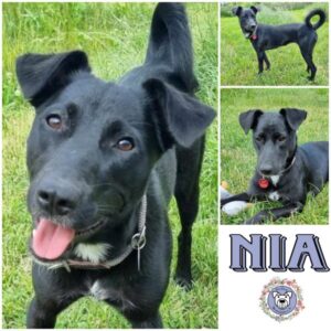 NIA (♀) in 56729 Kirchwald - vermittelt