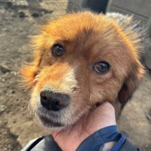 CARMEL (♂) - ausgereist zum TST Rösrath