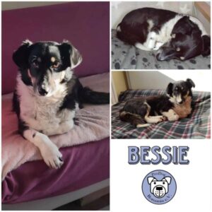 BESSIE - Gnadenplatzhund seit dem 17.02.2024