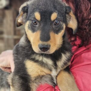 ITZE (♂) - vor Ort vermittelt 03/24