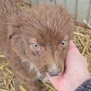 CAYLA (♀) - vermittelt MD