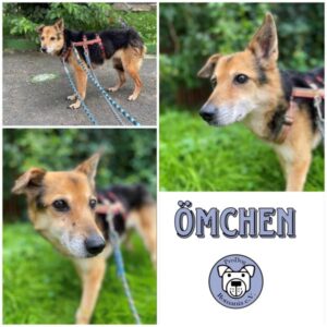 ÖMCHEN - Gnadenplatzhund seit dem 22.06.2024