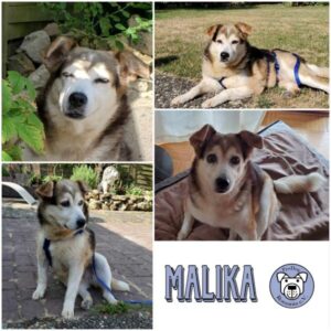 MALIKA - Gnadenplatzhund seit dem 19.07.2024 - vermittelt