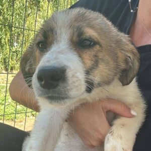 TINKKA (♀) - RBB 08/24