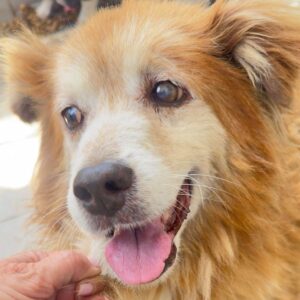 MIKAS (♂) - ausgereist zum TH Gelnhausen