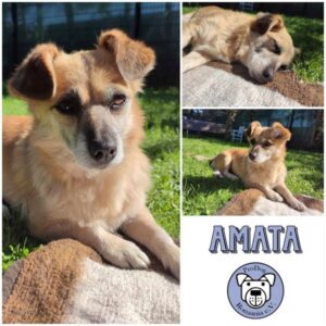 AMATA - Gnadenplatzhund seit dem 03.08.2024