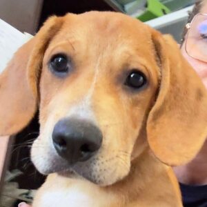 MATTY (♂) - auf PS im PLZ Bereich 42 - vermittelt