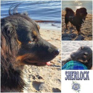 SHERLOCK (♂) in 18311 Ribnitz Damgarten - vermittelt