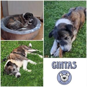 GINTAS - Gnadenplatzhund seit dem 06.07.2024