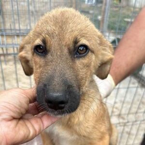 HUTSCH (♂) - vermittelt MD