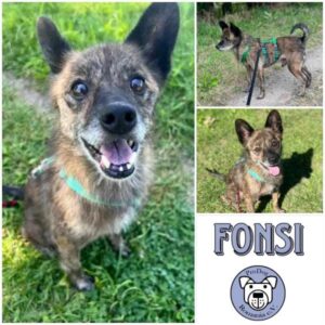 FONSI - Gnadenplatzhund seit dem 03.08.2024