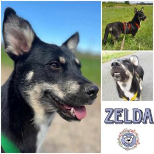 Zelda (♀) in 18311 Ribnitz Damgarten - vermittelt