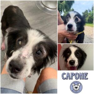 CAPONE - Gnadenplatzhund seit dem 03.08.2024