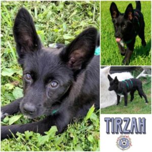 TIRZAH (♀) in 24837 Schleswig - vermittelt