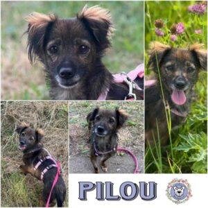 PILOU (♀) in 18311 Ribnitz Damgarten - vermittelt