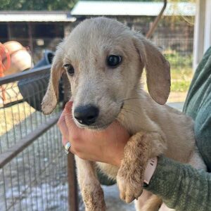 TINCHEN (♀) - auf PS im PLZ Bereich 21 - vermittelt