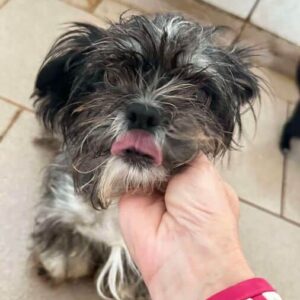 PASHIMA (♀) - ausgereist zur SHR e.V.