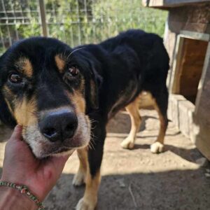 PETTERSSON (♂) - ausgereist zum TH Iserlohn (AL)