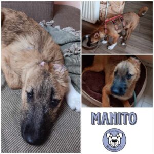 MANITO - Gnadenplatzhund seit dem 17.08.2024 - vermittelt