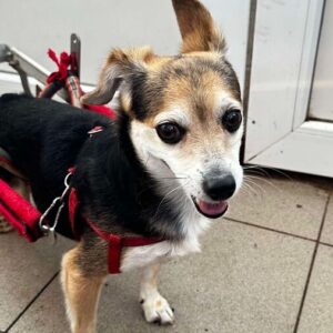 HIDDE (♂) - gelähmt - als PDR GPH auf PDR PS - vermittelt