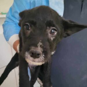 SNUBS (♂) - ausgereist zum TH Filderstadt