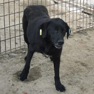 ZAMARA (♀) - seit mind. 2022 im Shelter