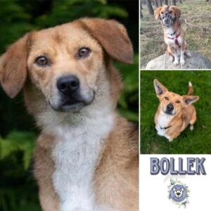 BOLLEK (♂) 39624 Sallenthin