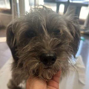 RYO (♂) - ausgereist zu Tiere in Not Odenwald e.V.