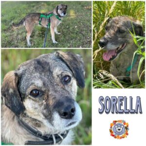 SORELLA (♀) In 18311 Ribnitz Damgarten