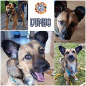 DUMBO (♂) in 23715 Bosau - vermittelt