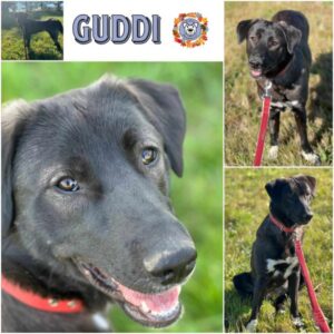 Guddi (Guddy) (♀) in 18311 Ribnitz Damgarten - vermittelt