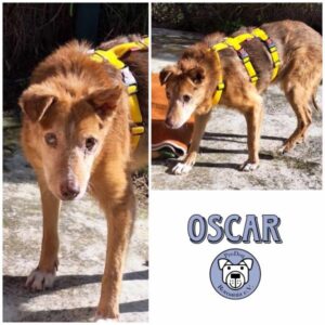 OSCAR - Gnadenplatzhund seit dem 14.09.2024