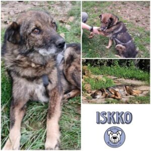 ISKKO - Gnadenplatzhund seit dem 12.10.2024