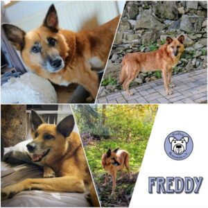 FREDDY - Gnadenplatzhund seit dem 14.09.2024 - RBB 02/2025