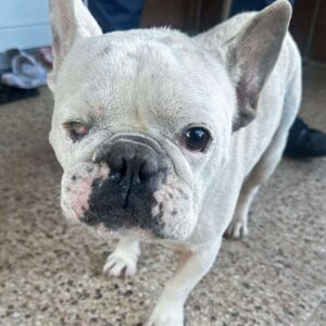 AHRIS (♂) - vermittelt AL