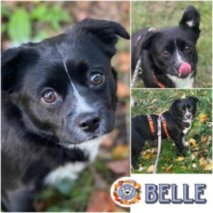 BELLE (♀) in 18311 Ribnitz Damgarten - vermittelt