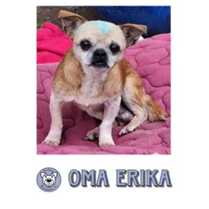 OMA ERIKA - Gnadenplatzhund seit dem 12.10.2024
