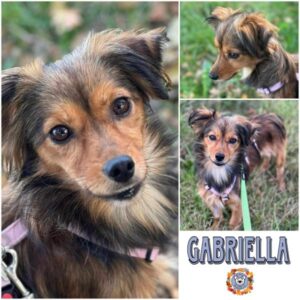 GABRIELLA (♀) in 18311 Ribnitz Damgarten - vermittelt