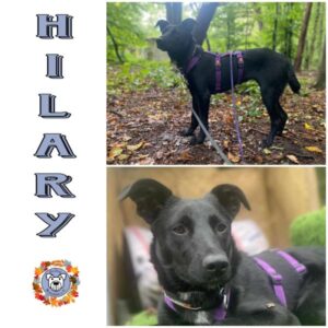 HILARY (♀) in 63069 Offenbach - vermittelt