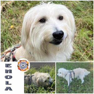 ENOLA (♀) in 18311 Ribnitz Damgarten - vermittelt