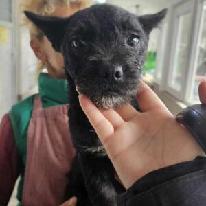 MIRI (♀) - auf PS im PLZ Bereich 92 - vermittelt