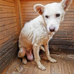MUCKY (♀) - ausgereist zur Tierhilfe Lebenswert