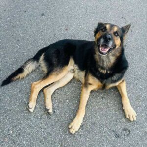 RUDY (♂) - RBB 01/2025