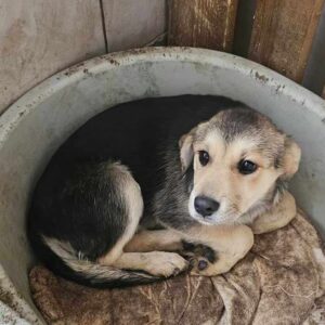 MARY-LOU (♀) - auf PS im PLZ Bereich 66 - vermittelt