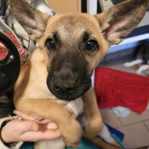 LORINA (♀) - vermittelt MD