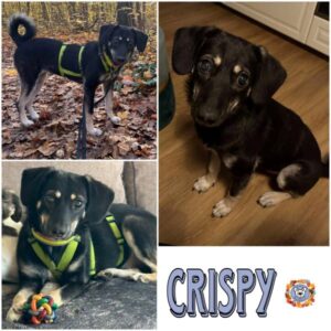 CRISPY (♀) in 12587 Berlin - vermittelt